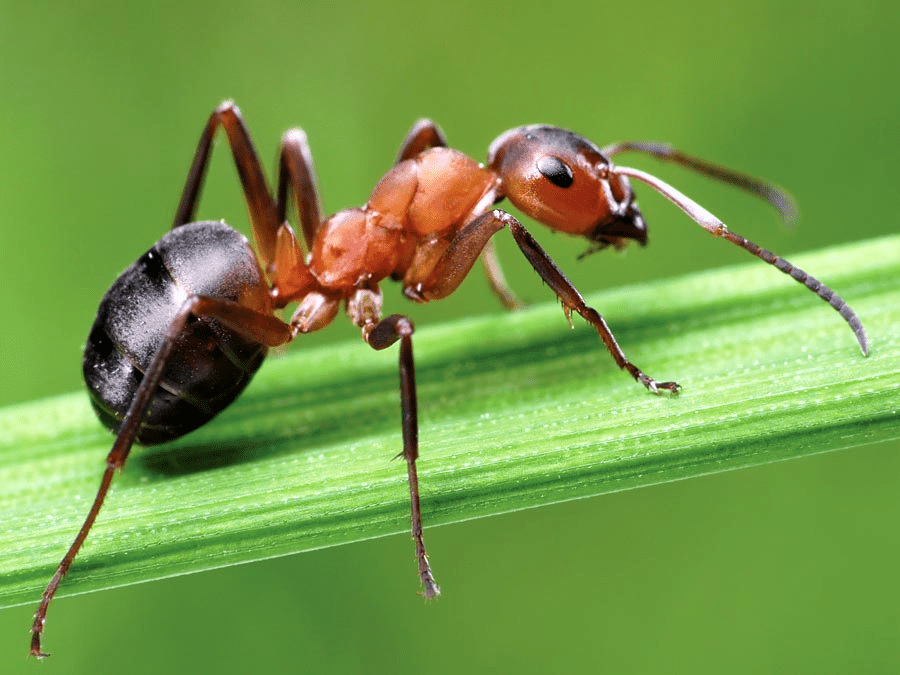 4) Ants