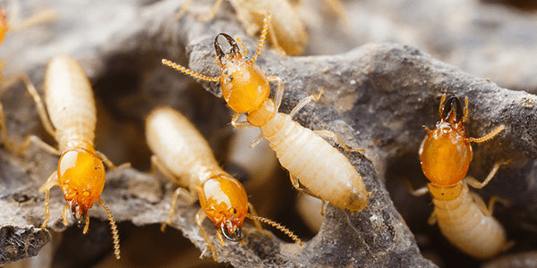 6) Termites