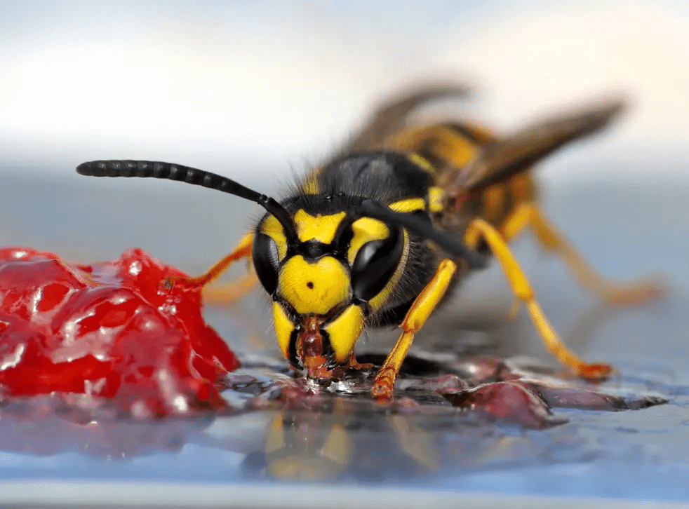 8) Wasps