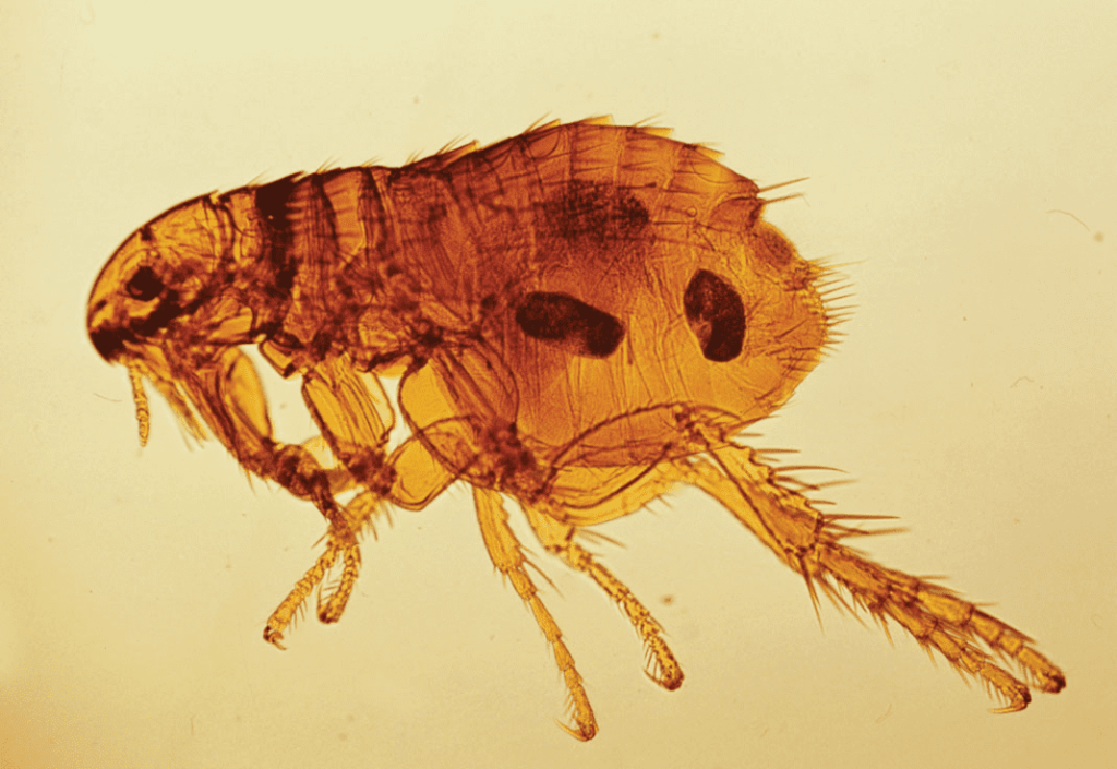 9) Fleas