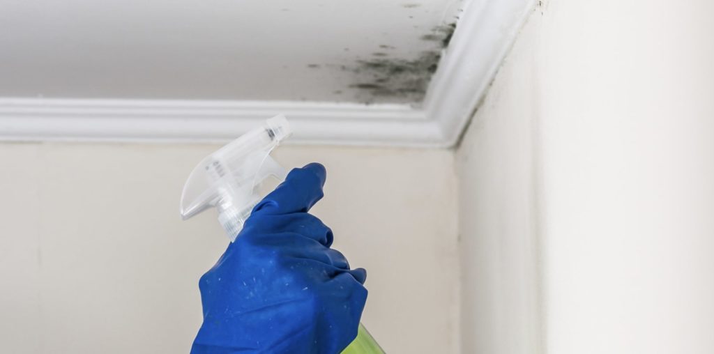 Can I use a commercial cleaner to treat mold